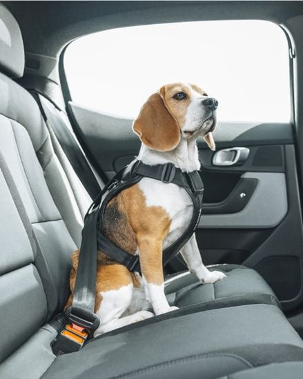 Dog car harness L